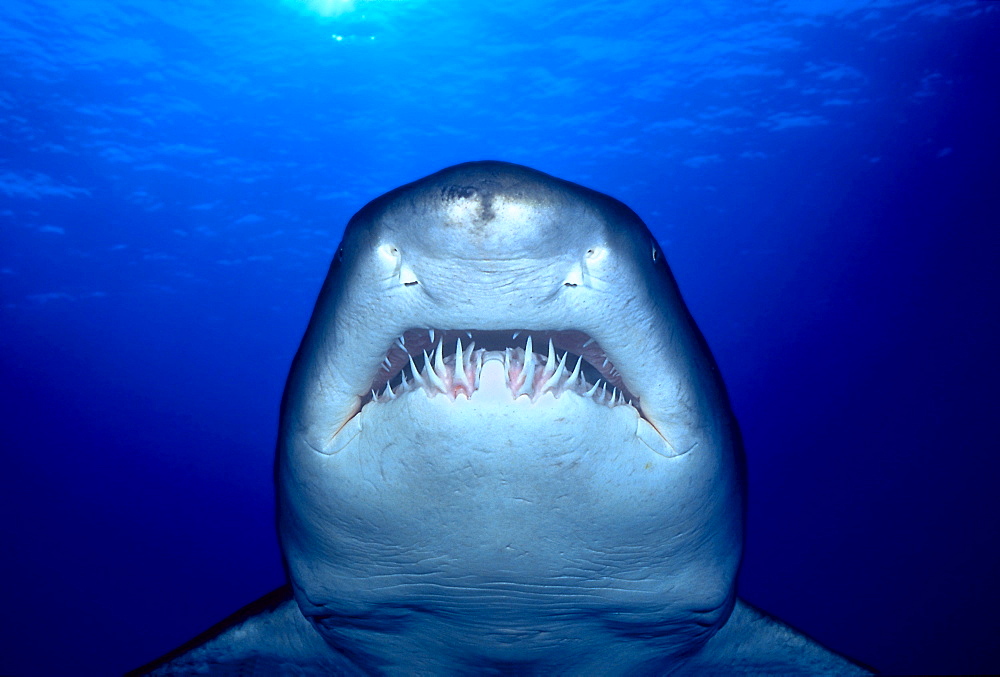 [DC] Australia, Sand tiger Shark (Eugomphodus taurus) close-up front view 