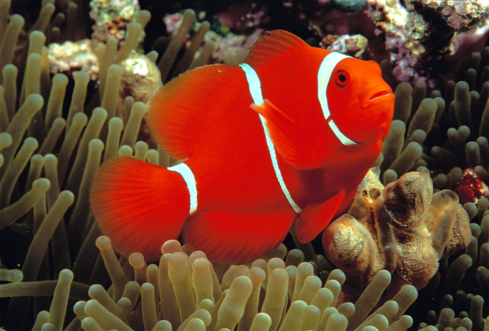 Indonesia, Spine cheek anemone fish (Premnas biaculeatus) 