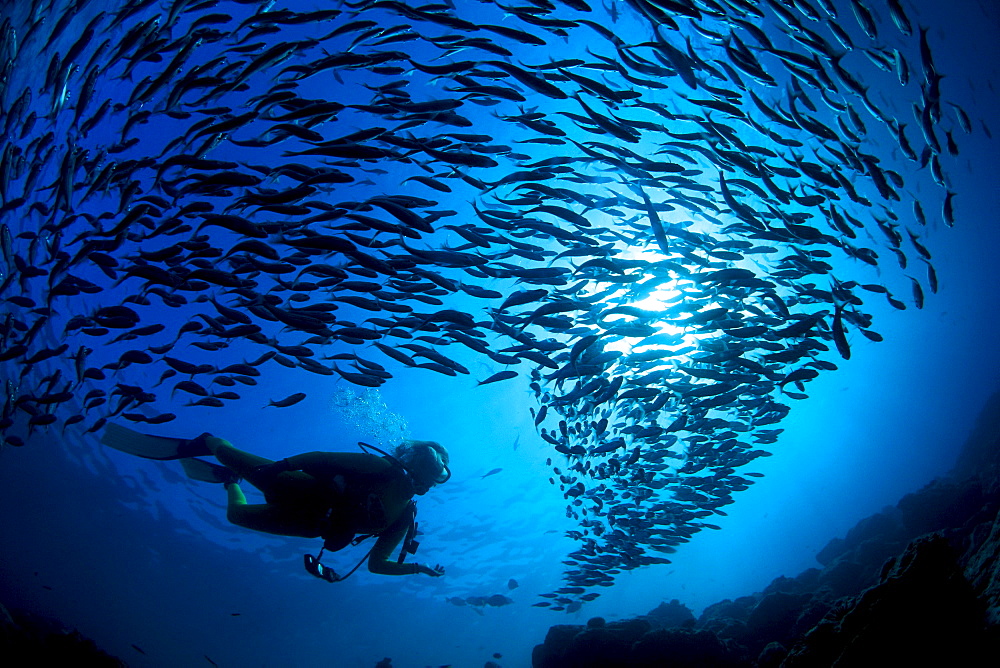 Galapagos Islands, diver and school black striped salema (Xenocys jessiae) endemic B1306