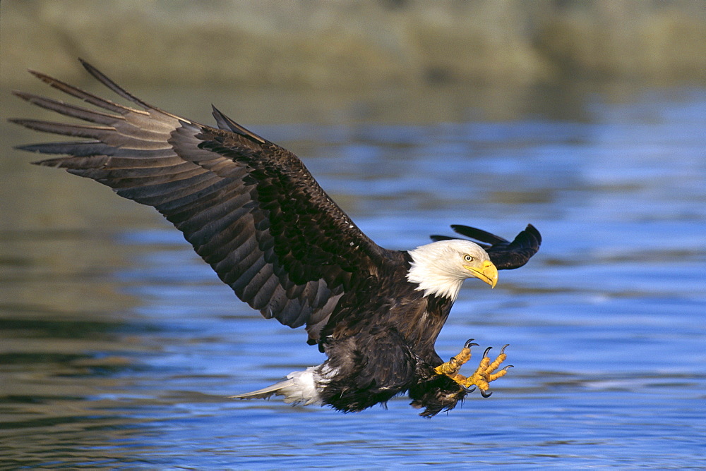 Alaska, Tongass National Forest, Bald Eagle hunting herring along shoreline B1651