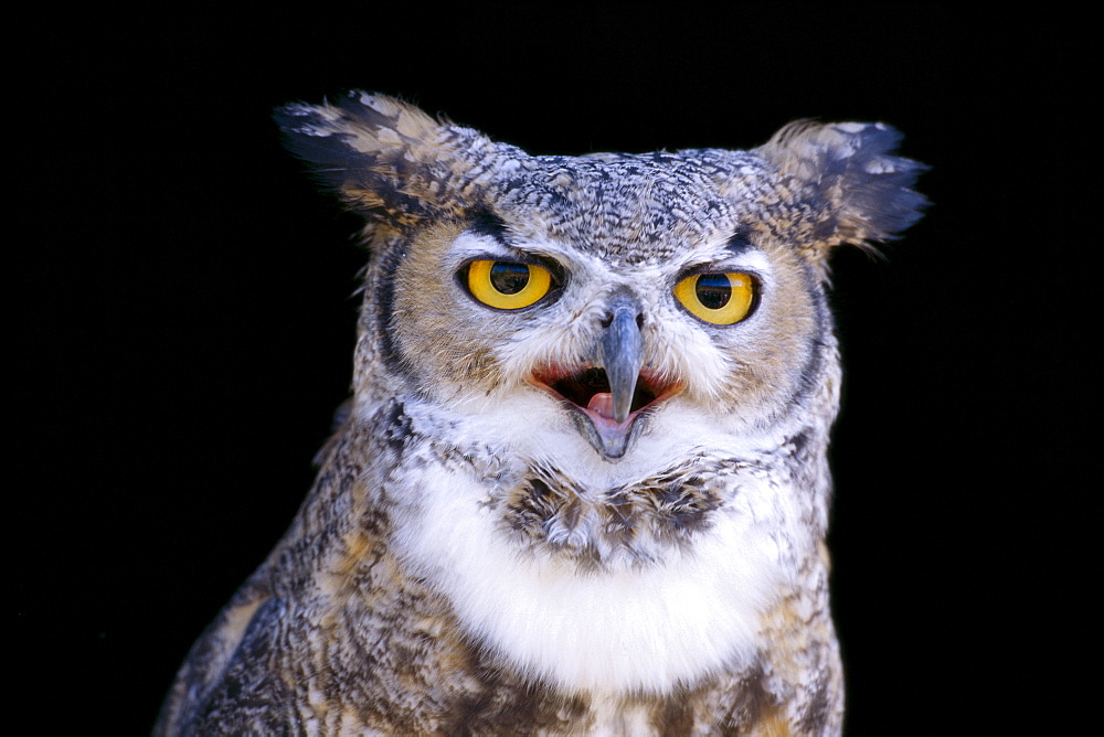 Great Horned Owl (Bubo virginianus) portrait B1660