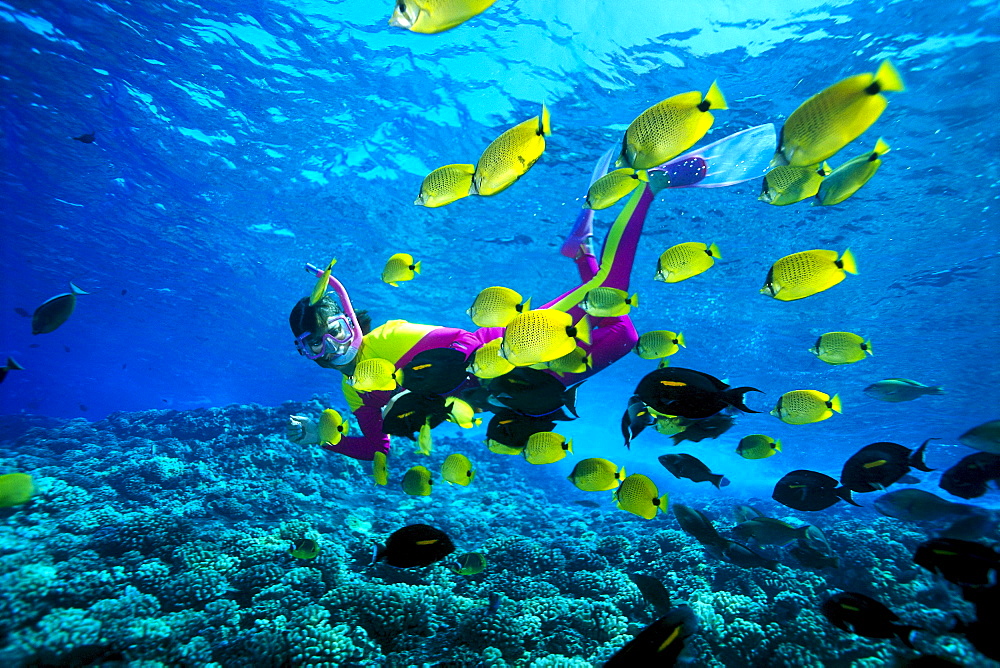 Hawaii, Snorkeler with lemon Butterflyfish and black surgeon fish B1311