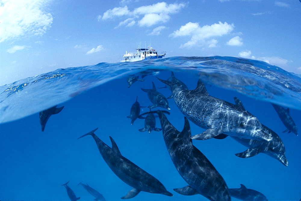 Caribbean, Little Bahama Bank, Atlantic Spotted Dolphins (Stenella) over/under, dive boat B1896