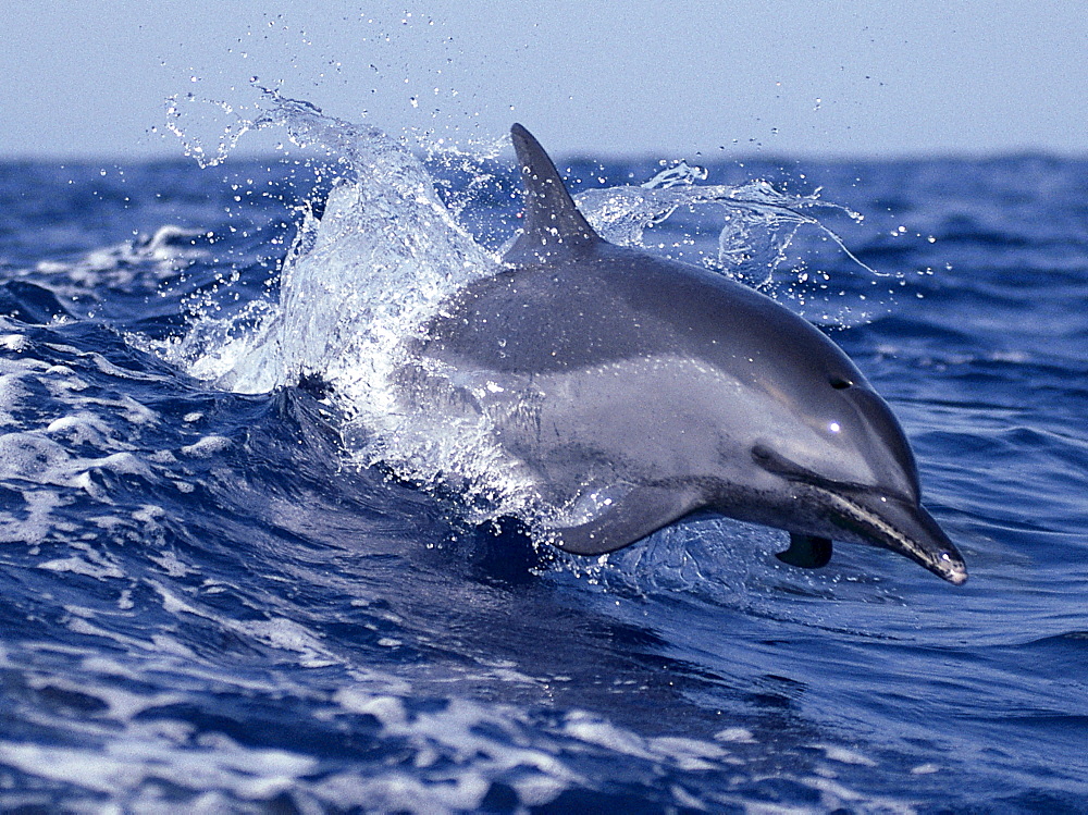 Hawaii, Pacific Spotted Dolphin skimming the surface, B1886