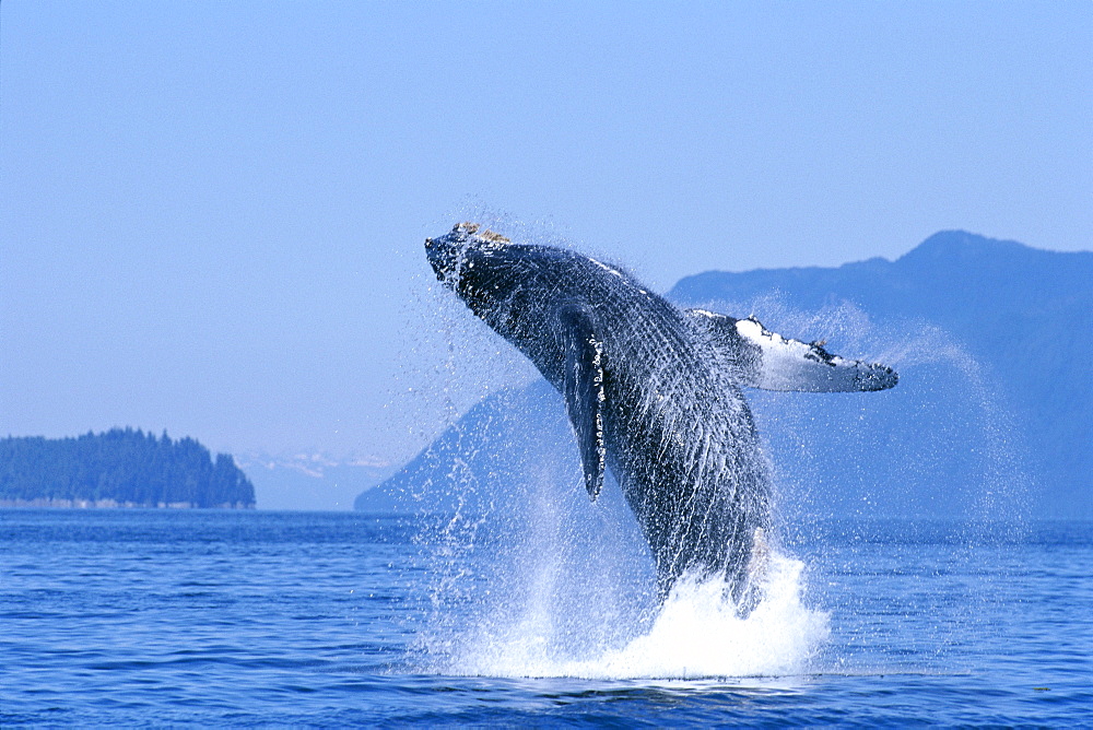 Alaska, Inside Passage, Humpback Whale (Megaptera novaeangliae) breaching B2006