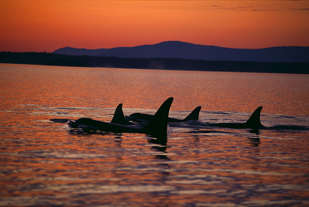 Pacific Northwest, Killer Whales (Orca orcinus) fins silhouetted at sunset B1979