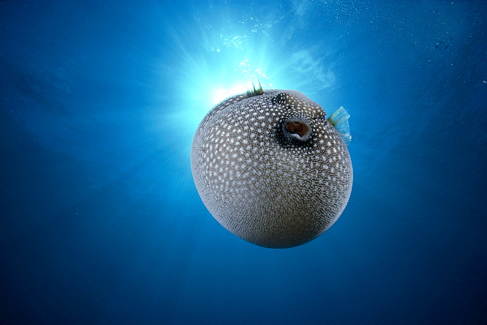 Hawaii, Spotted Pufferfish, B1907