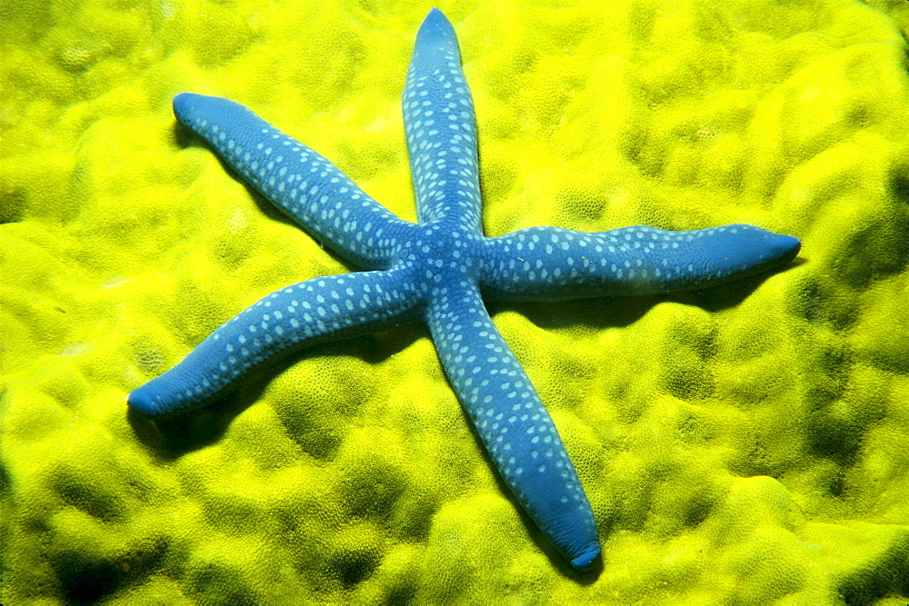 Close-up of blue starfish on poritirs coral (Linckia laevigata) C1921