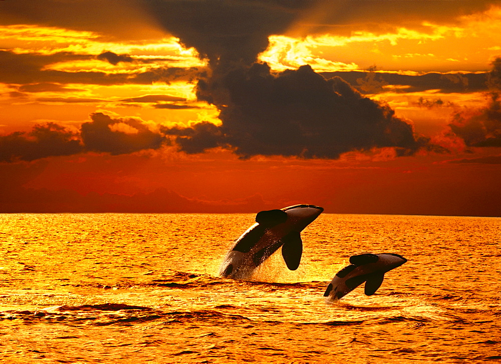 [DC] Two orcas (Orcinus orca) double breach at sunset, water reflections C2038