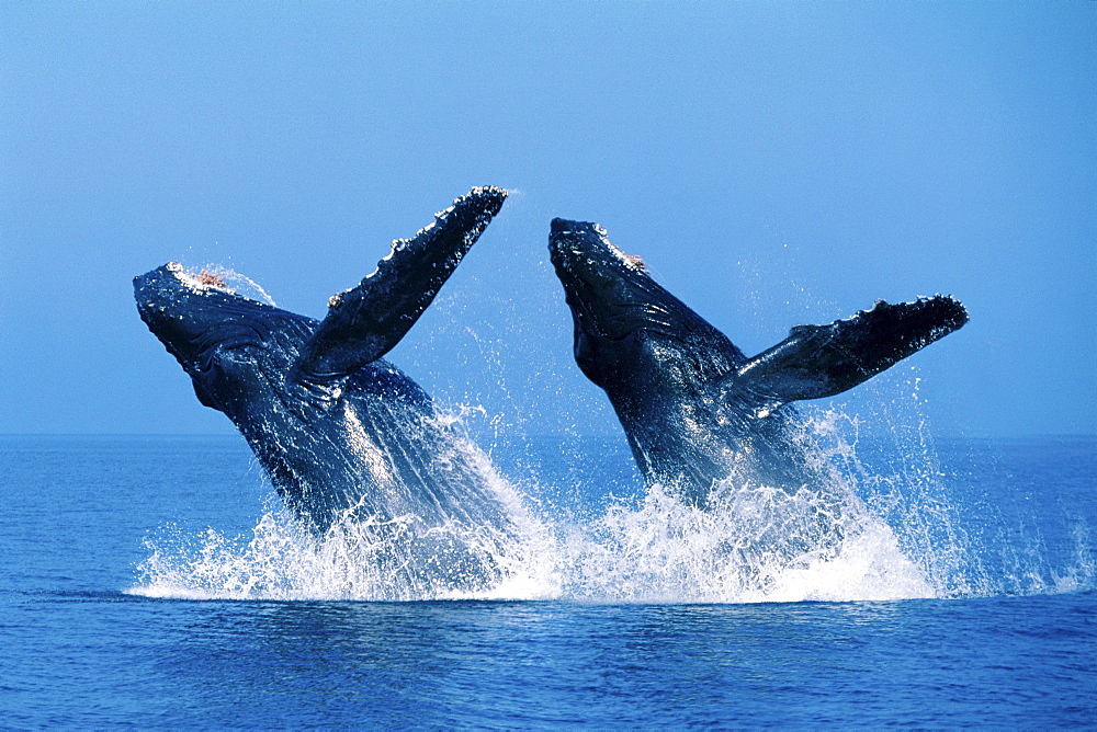 [DC] Close-up view of Humpback Whales double breaching (Megaptera novaeangliae C2036