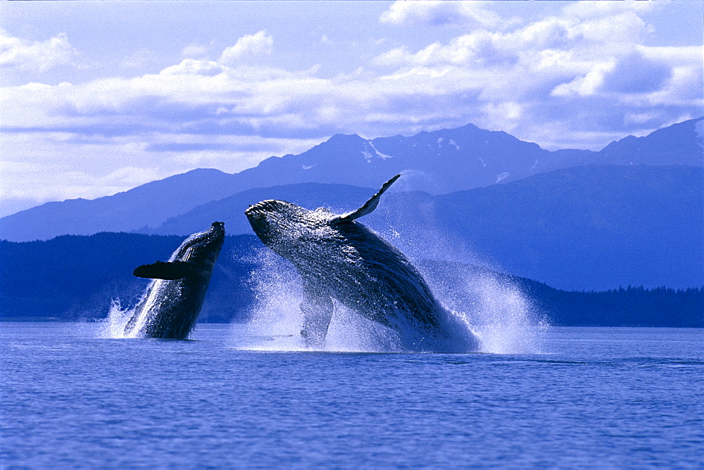 [DC] Alaska, Lynn Canal, Two Humpback Whales breaching, (Megaptera novaeangliae) C2039