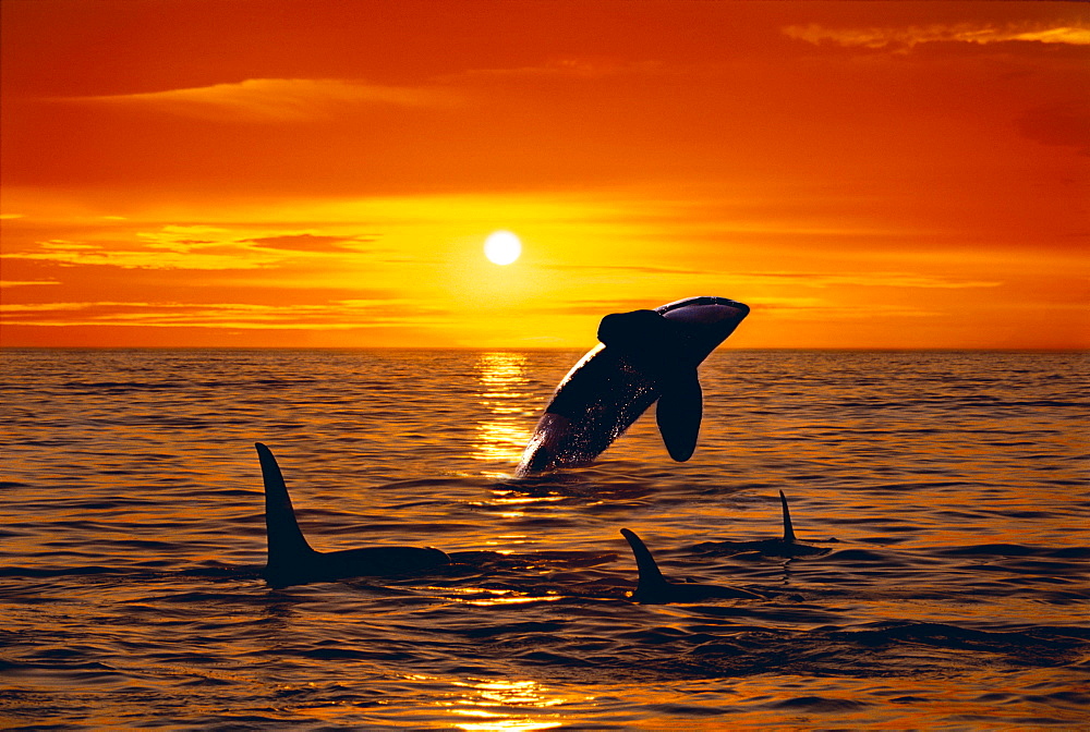 [DC] Three Orca (Orcinus orca) swim at sunset, one breaches C2041