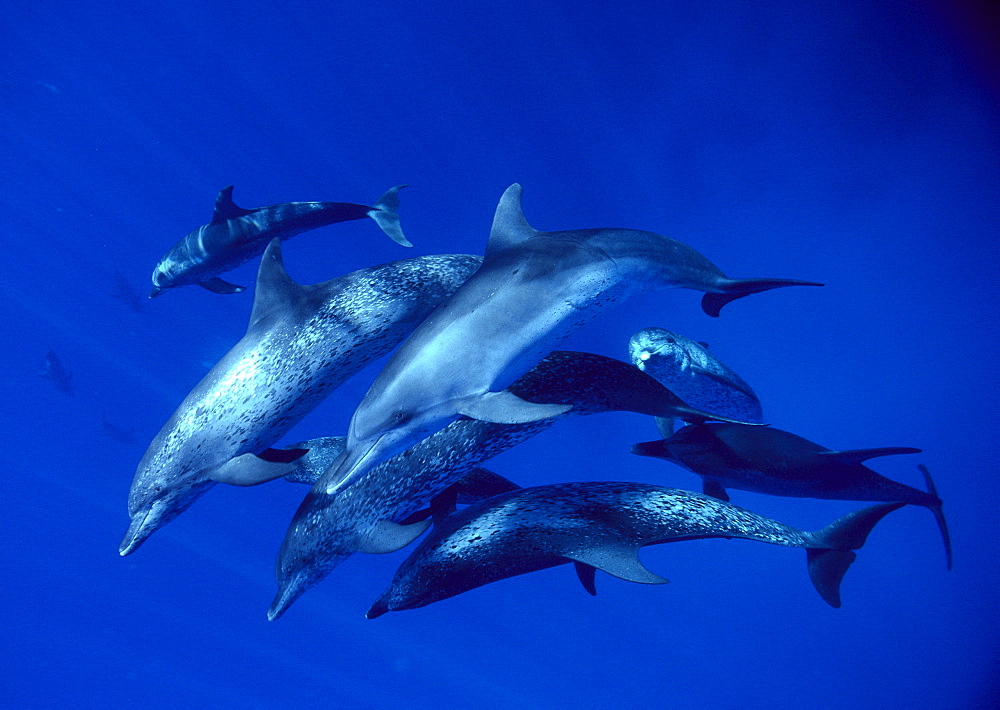 Caribbean, Little Bahama Bank, Spotted Dolphins, pod underwater (Stenella attenuata) C1999