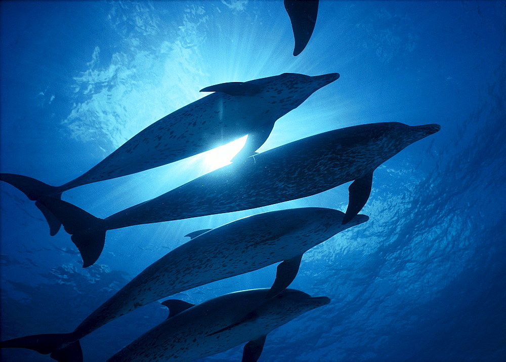 Atlantic Spotted Dolphin (Stenella) three silhouetted sunburst, underside view C1993