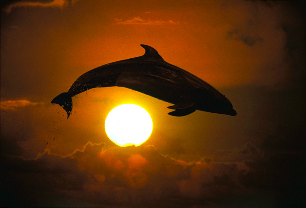 [DC] Bottlenose Dolphin leaps over sun ball, orange sky, silhouette C1995