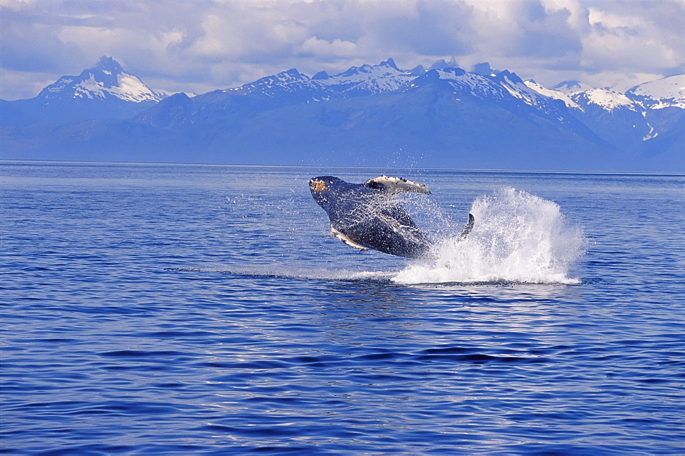 Alaska, Humpback Whale (Megaptera novaeangliae) breaching Inside Passage with snowcapped mountains background distance D1970