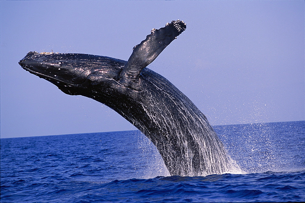 Hawaii, Close-up side view of Humpback Whale (Megaptera novaeangliae) breaching, Pacific Ocean D1951