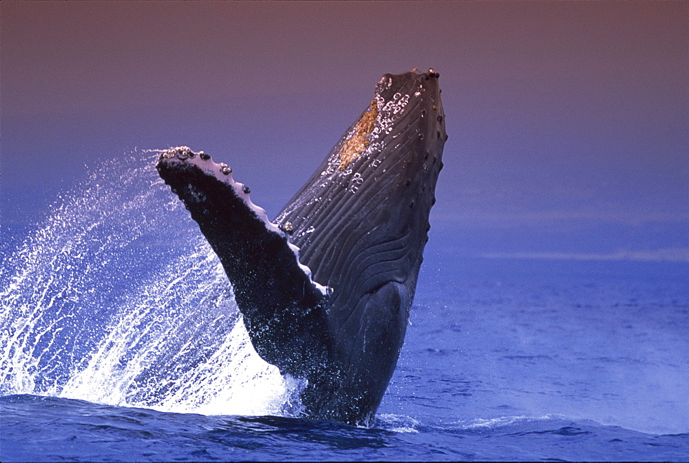 Hawaii, Side view Humpback Whale (Megaptera novaeangliae) breaching, Pacific Ocean D1962