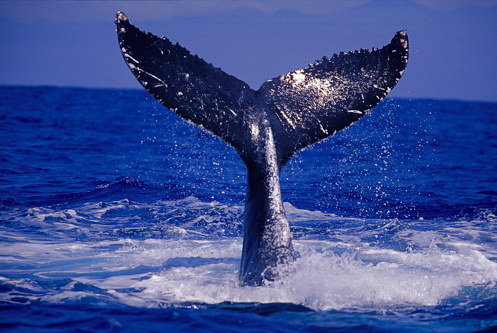 Hawaii, Close-up Humpback Whale (Megaptera novaeangliae) fluke D1969