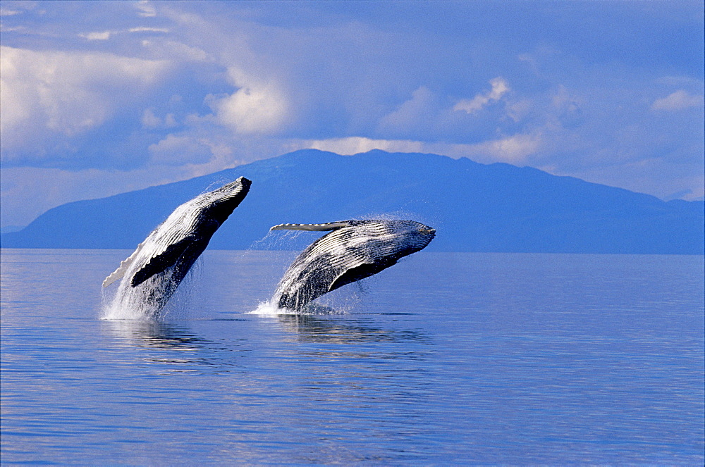 [DC] Alaska, Frederick Sound, humpback Whales double breach Inside Passage land background clouds Megaptera novaeangliae D1960