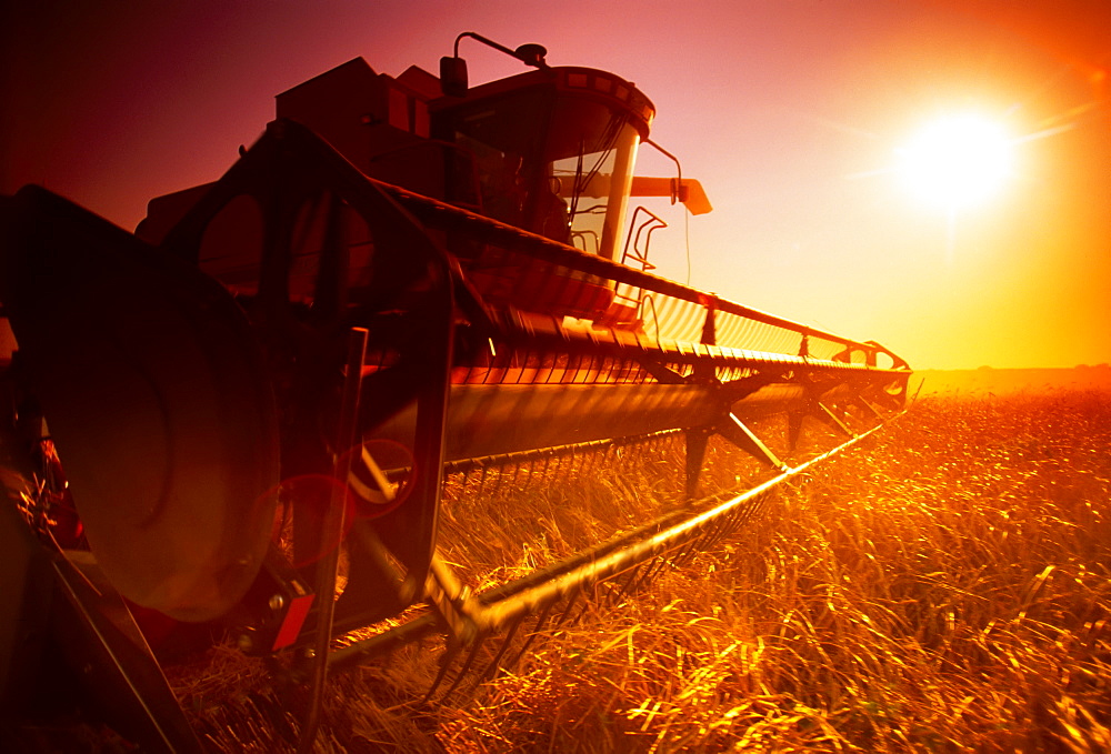 Agriculture - A combine harvests wheat in late afternoon sunlight with a low angle view of the combine header/ Manitoba, Canada.