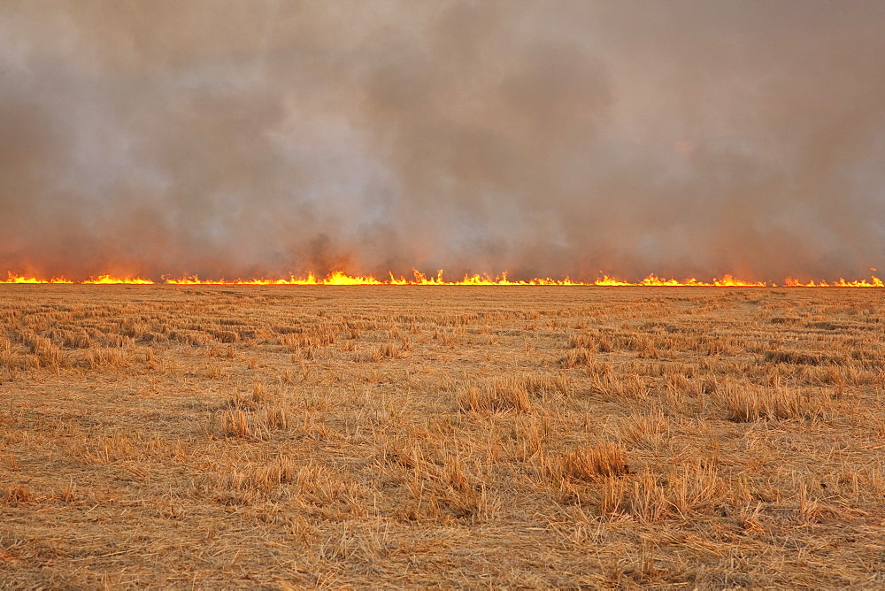 Agriculture - Rice stubble being burned after the crop has been harvested, a controversial practice. Growers burn fields to remove heavy crop residue so they can re-enter fields early the next spring to plant soybeans, and to control some rice diseases. E