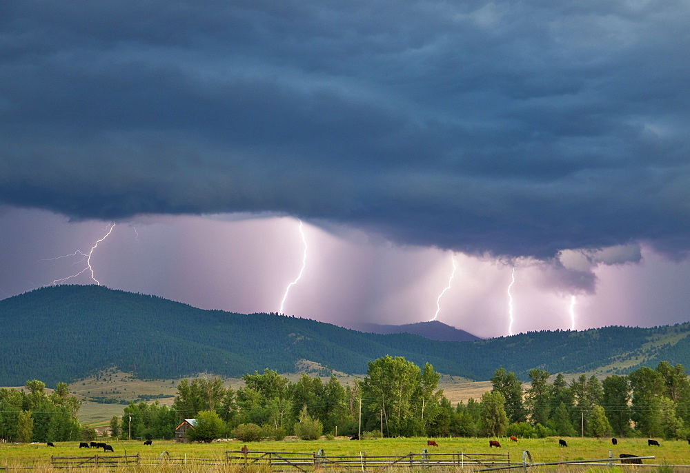 Livestock - Multiple lightning strikes along a ridgetop produced by a strong thunderstorm / Jocko Valley, near Arlee, Montana, USA.