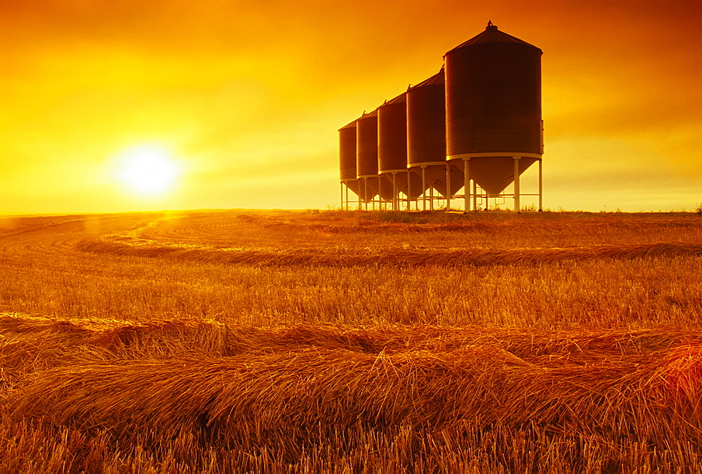 Agriculture - Mature crop of Spring wheat that has been swathed and is drying prior to combining; sunset scene with grain bins in the background / Tiger Hills, Manitoba, Canada.