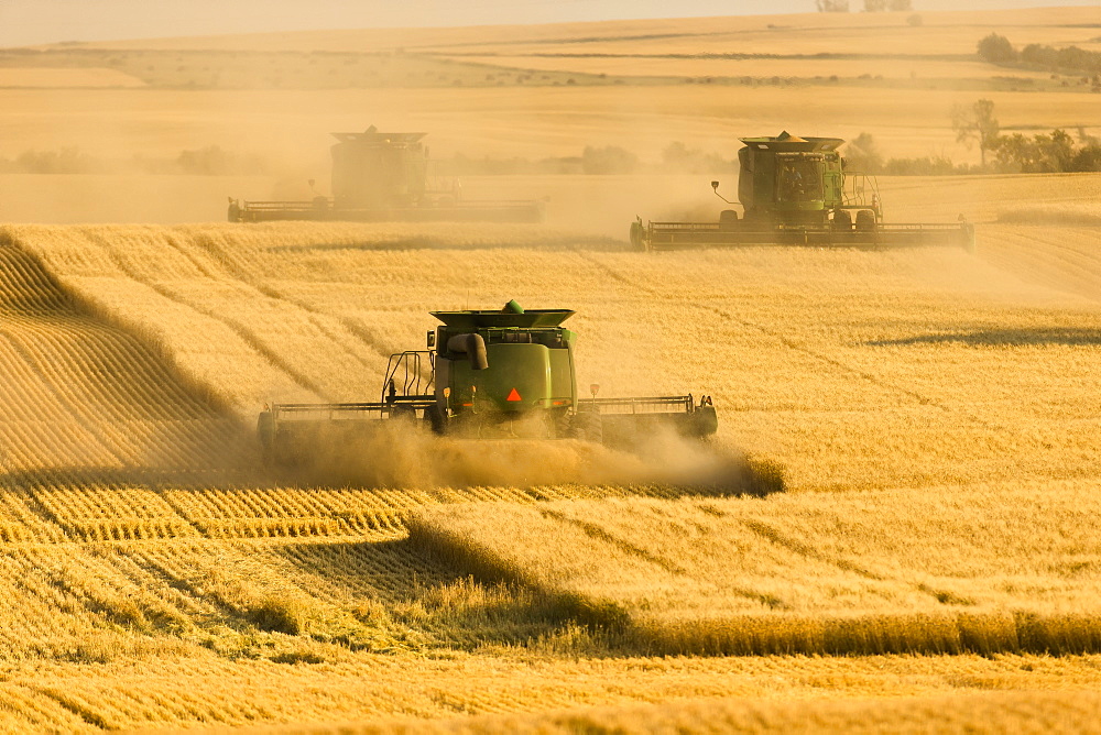 Paplow Harvesting Company custom combines a wheat field, near Ray; North Dakota, United States of America