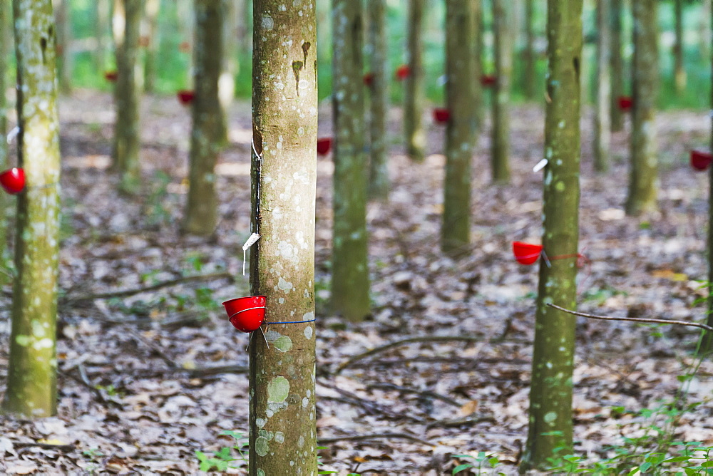 Rubber tree plantation, Simalungun, North Sumatra, Indonesia