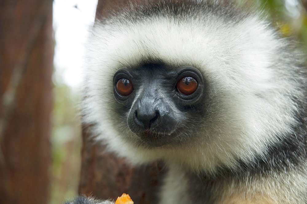 Diademed Sifaka (Propithecus Diadema), Andasibe-Mantadia National Park, Toamasina Province, Madagascar