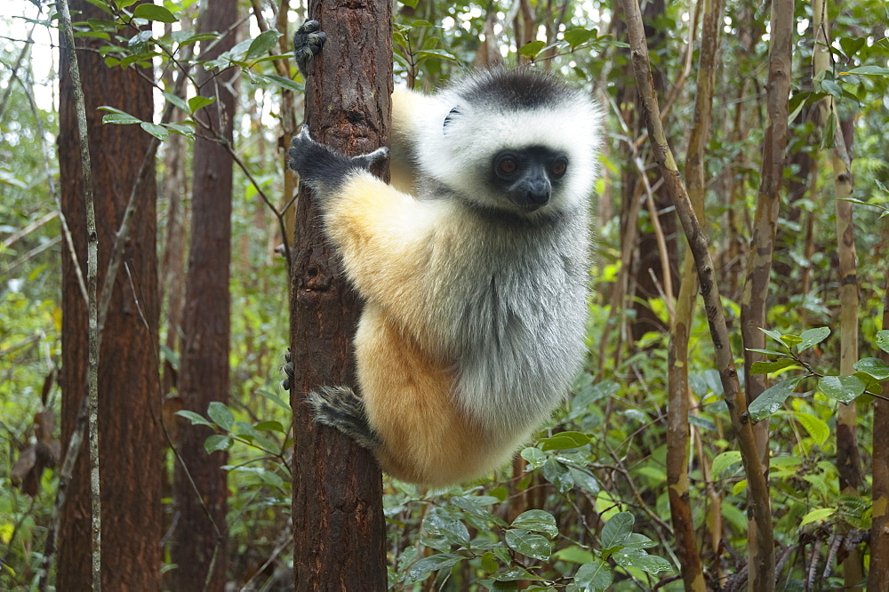 Diademed Sifaka (Propithecus Diadema), Andasibe-Mantadia National Park, Toamasina Province, Madagascar