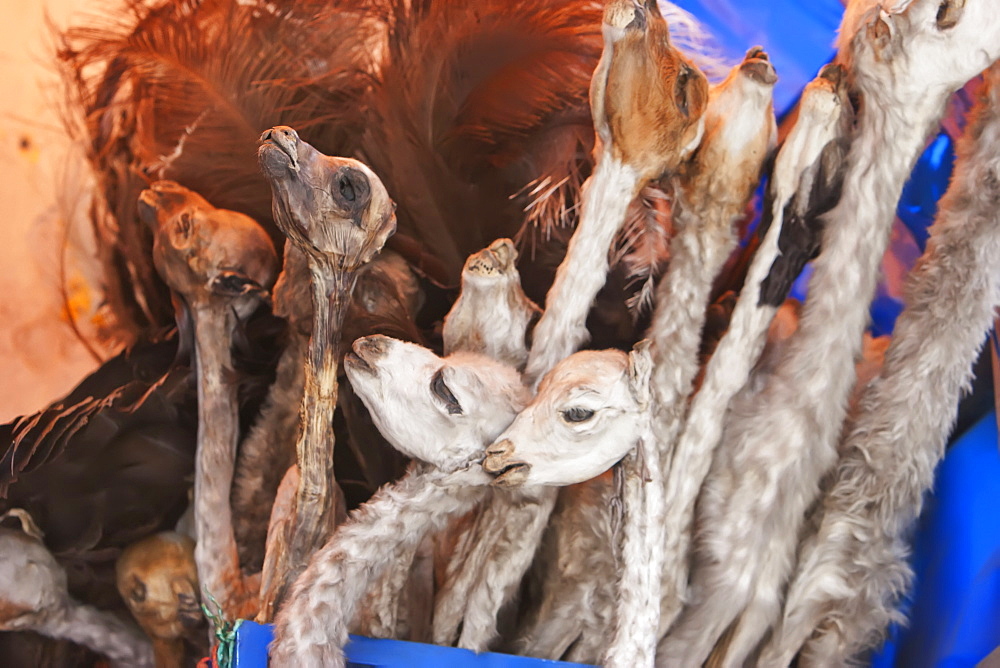 Llama Foetuses For Sale At The Mercado De Las Brujas (Witches' Market) On Calle Linares In La Paz. These Are Used In Ancient Inca Rites To Bring Good Luck Or The Good Will Of The Goddess Pachamama (Mother Earth)., La Paz Department, Bolivia