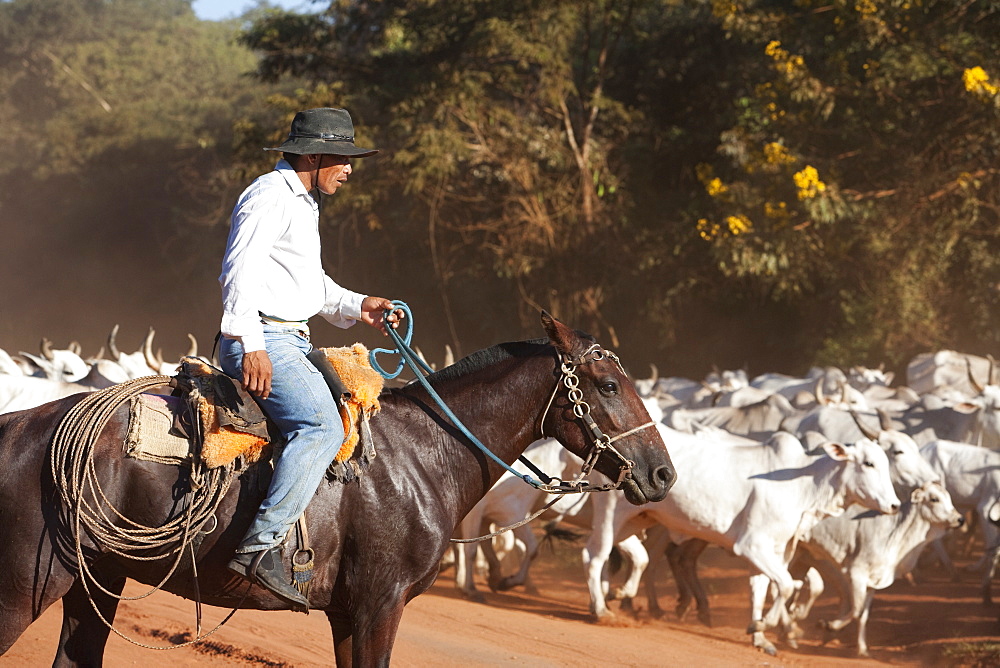 Bolivian Cowboys Herding Indo-Brazilian Cattle (Bos Indicus) In Rural Chiquitania, Santa Cruz Department, Bolivia