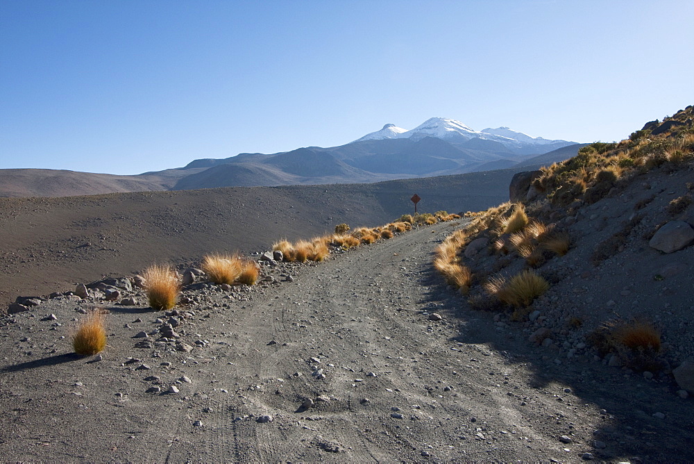 Paja Brava (Festuca Orthophylla) Growing By The Roadside, El Tatio, Antofagasta Region, Chile