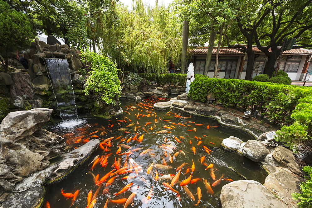 Koi in the moat around Chihkan Tower (Fort Provintia), Tainan, Taiwan