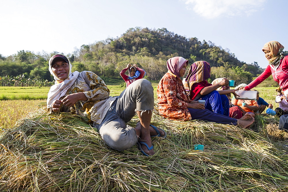 rice harvest Flores Island, East Nusa Tenggara, Indonesia