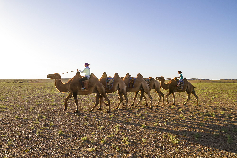 Women riding Bactrian camels (Camelus bactrianus), Elsen Tasarkhai, Arkhangai Province, Mongolia