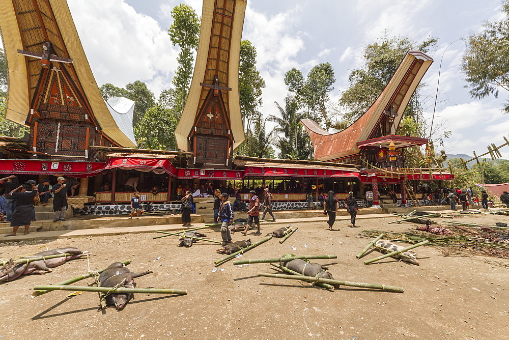 Pigs tied to bamboo sticks at the rante, the ceremonial site where the meat of slaughtered cattle will be distributed to the guests of a Torajan funeral, in Sereale, Toraja Land, South Sulawesi, Indonesia