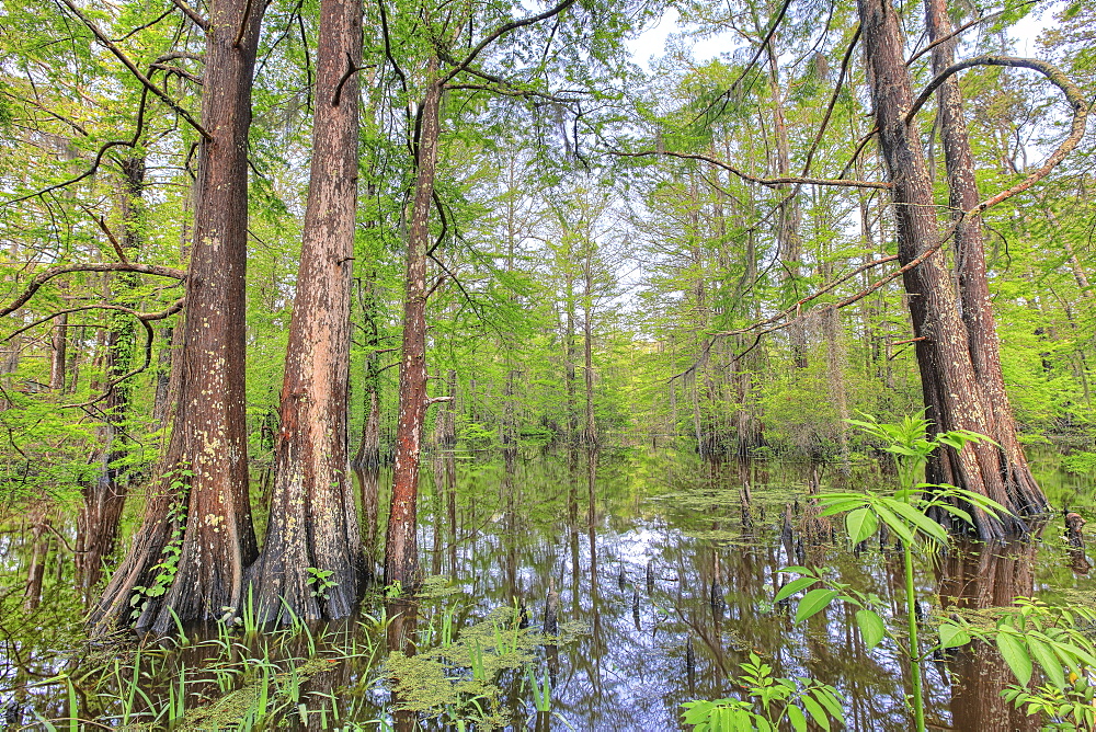 Swamp, Southern Louisiana