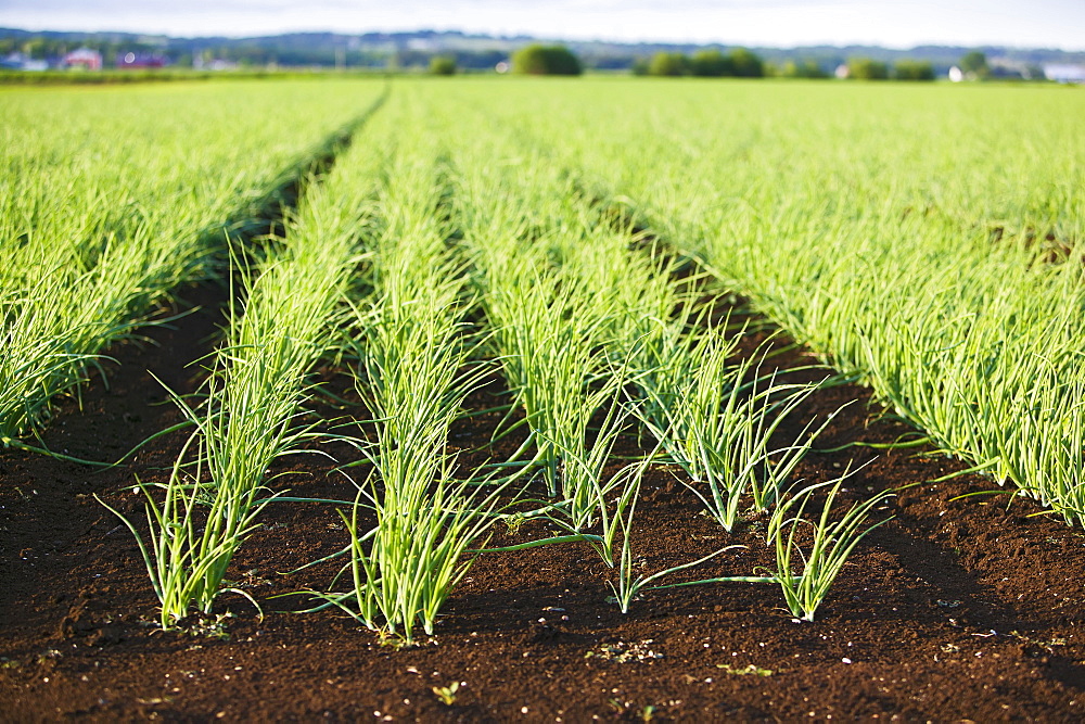 Field of onions, Hollard Marsh, Bradford, Ontario, Canada