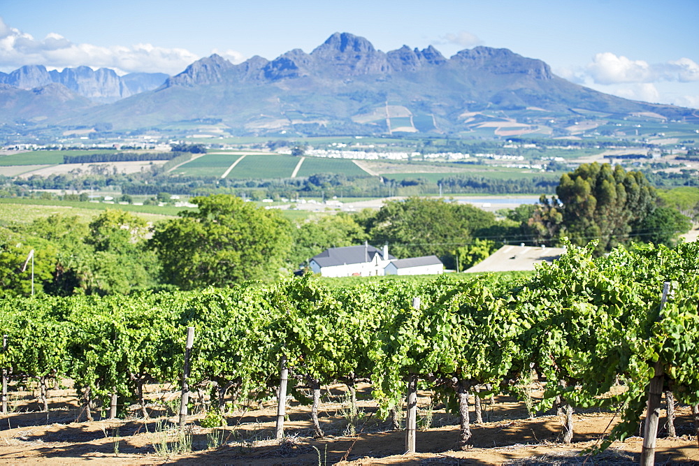 Rows of vines in a vineyard with mountains, Stellenbosch, Western Cape, South Africa