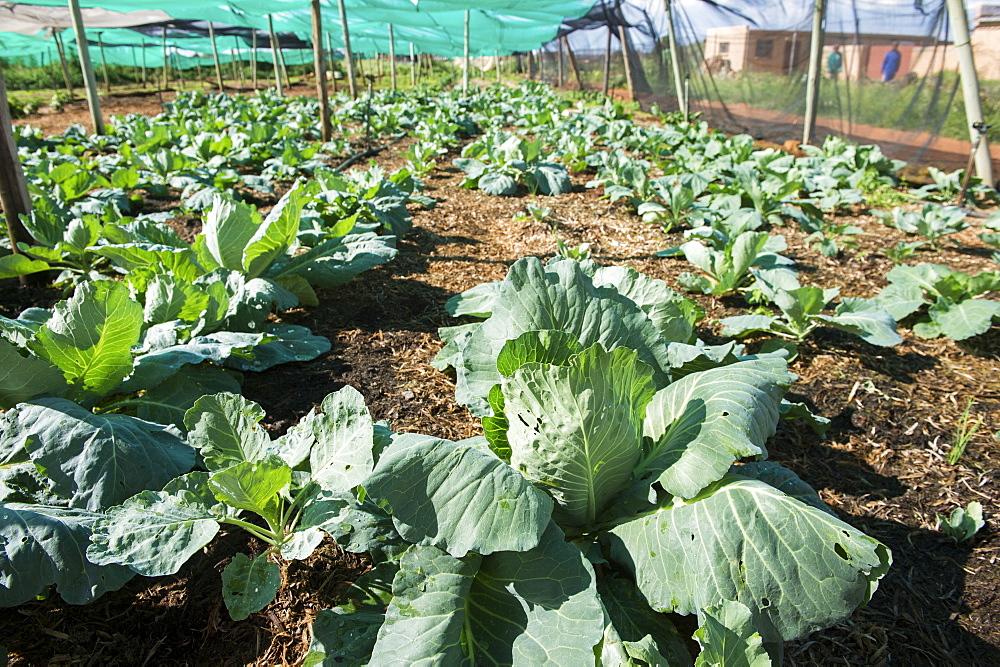 Cabbage plants growing under cover on a farm, Soweto, Gauteng, South Africa