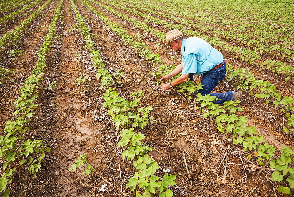 No till Roundup ready cotton in approximately 8-10 leaf stage with volunteer cotton, England, Arkansas, United States of America