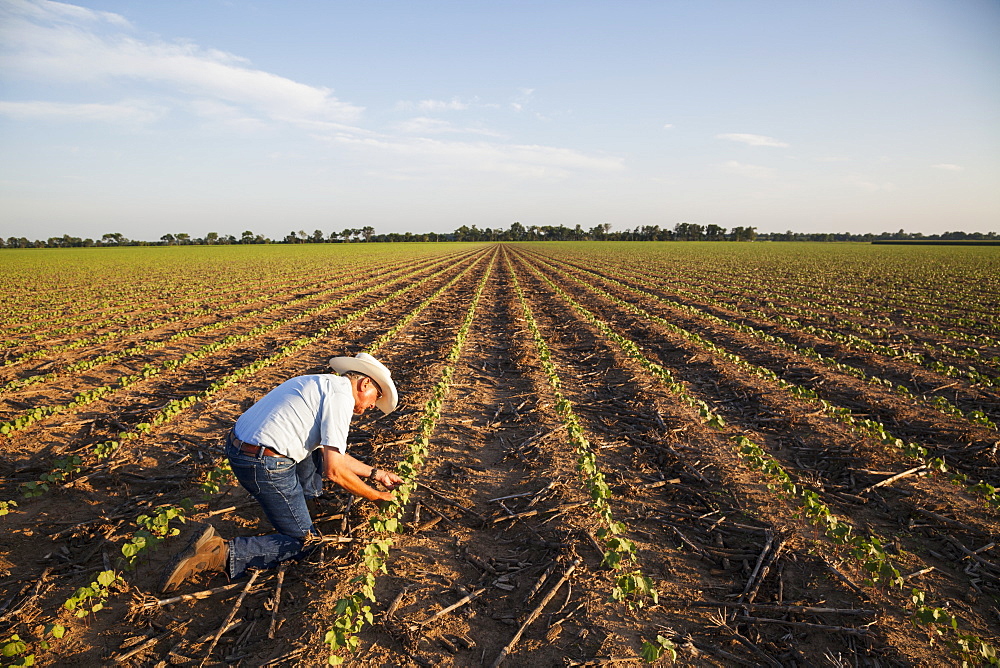 Crop consultant checking plants and conditions of farmland, no till cotton at the seedling stage where corn was previous crop, England, Arkansas, United States of America