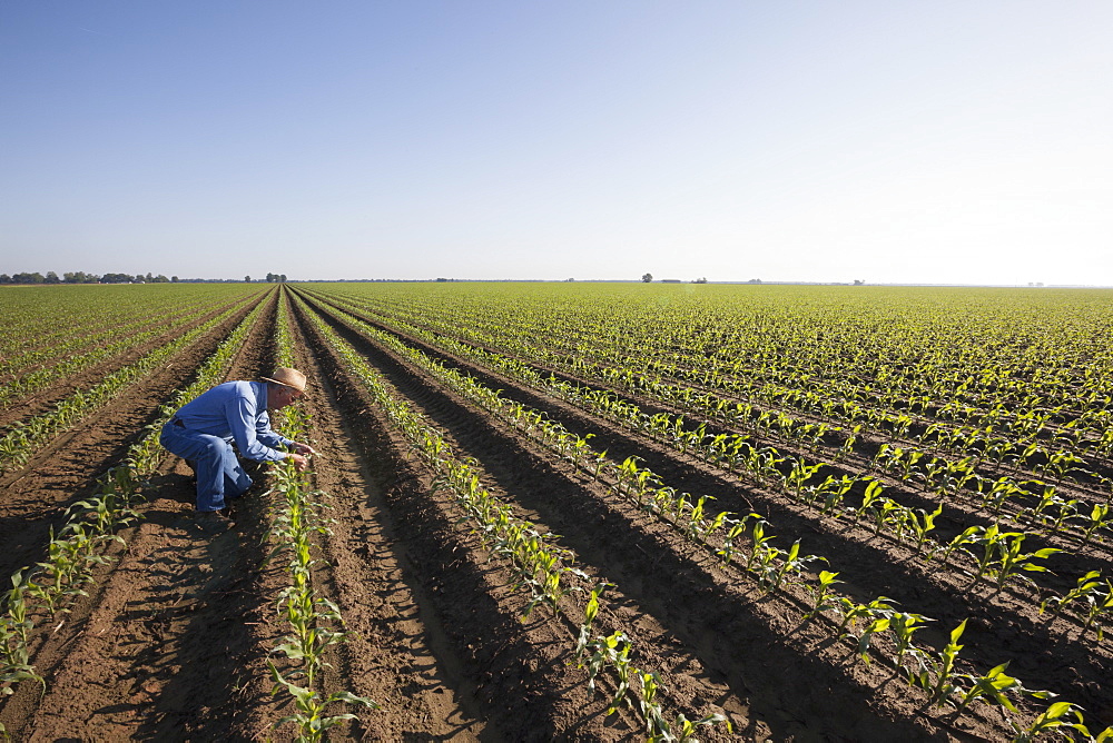 Crop consultant examines conventional till corn at approximately 8-10 leaf stage, growing on bedded land for furrow irrigation, England, Arkansas, United States of America