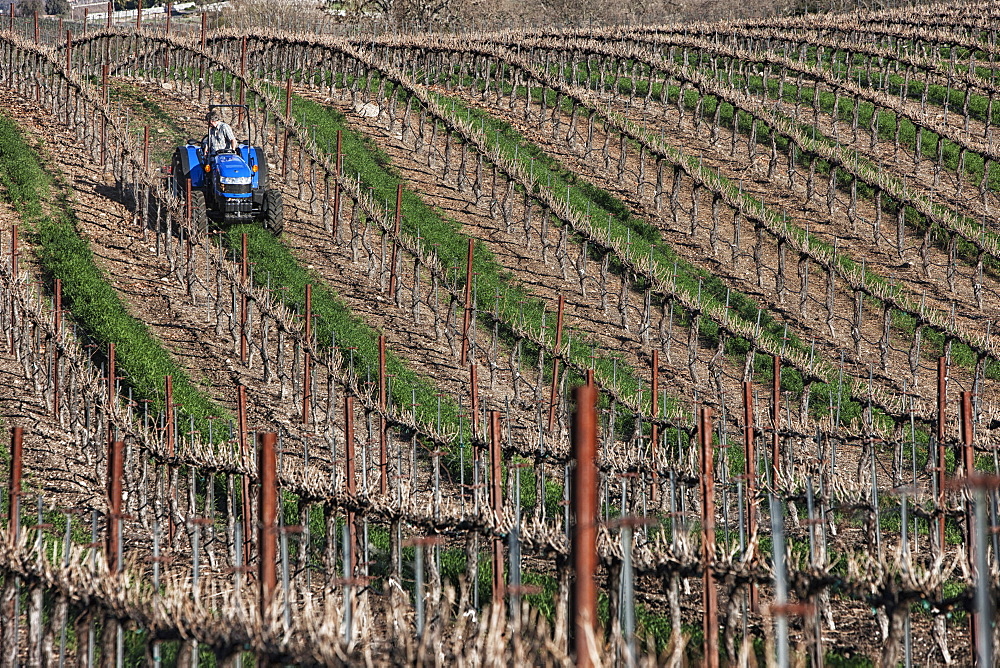 Mowing in a vineyard, Paso Robles, California, United States of America