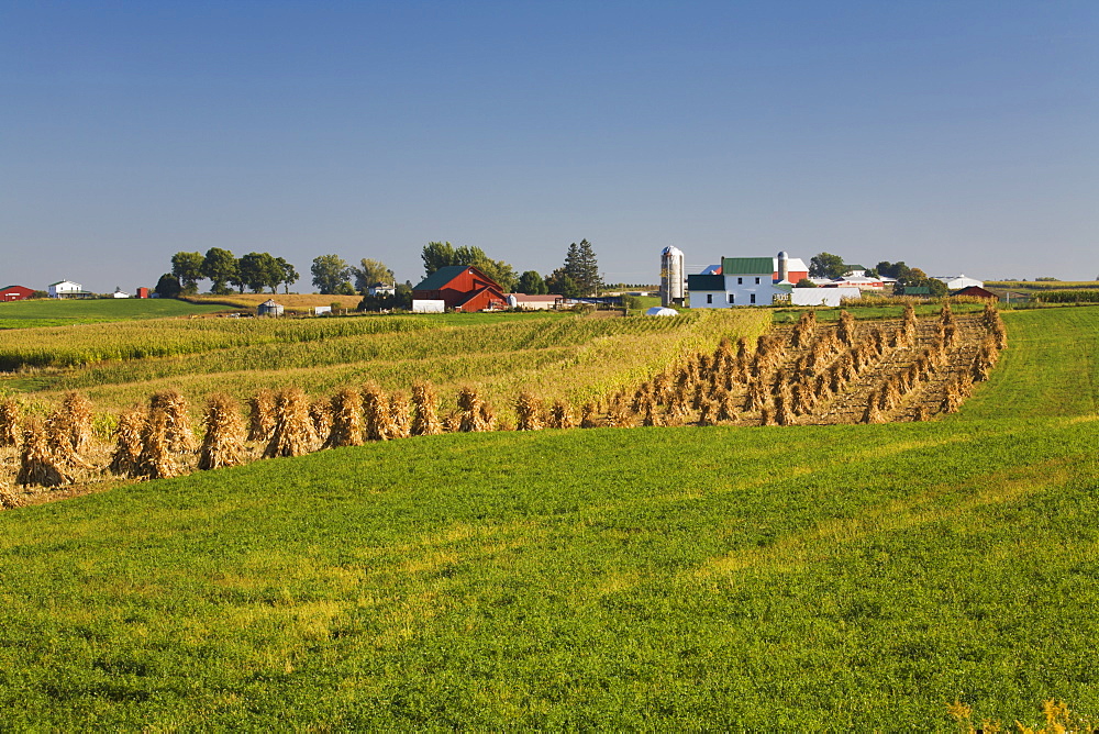 Corn shocks and an Amish farm, near Edgewood, Iowa, United States of America