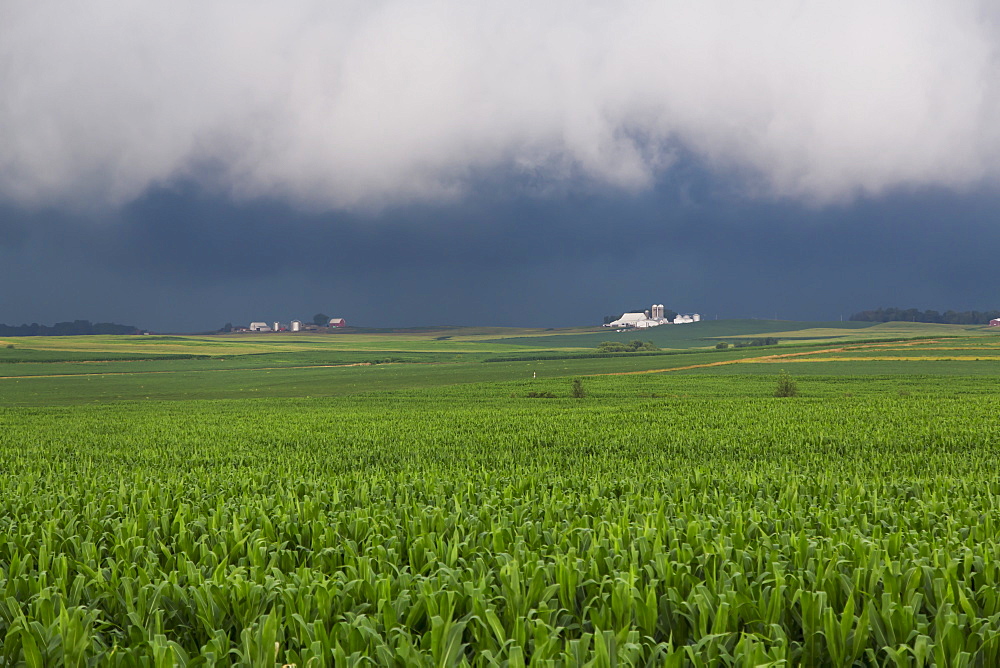 An approaching storm over a corn field near Strawberry Point, Iowa, United States of America