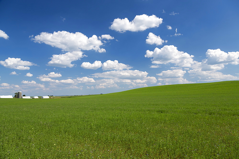 Scenic view of an alfalfa field on a sunny day, Iowa, United States of America